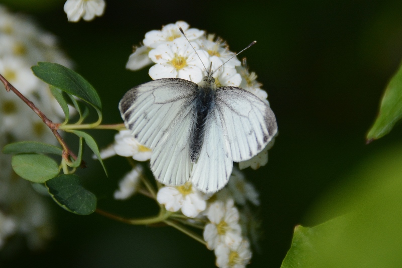 Pieris napi? S